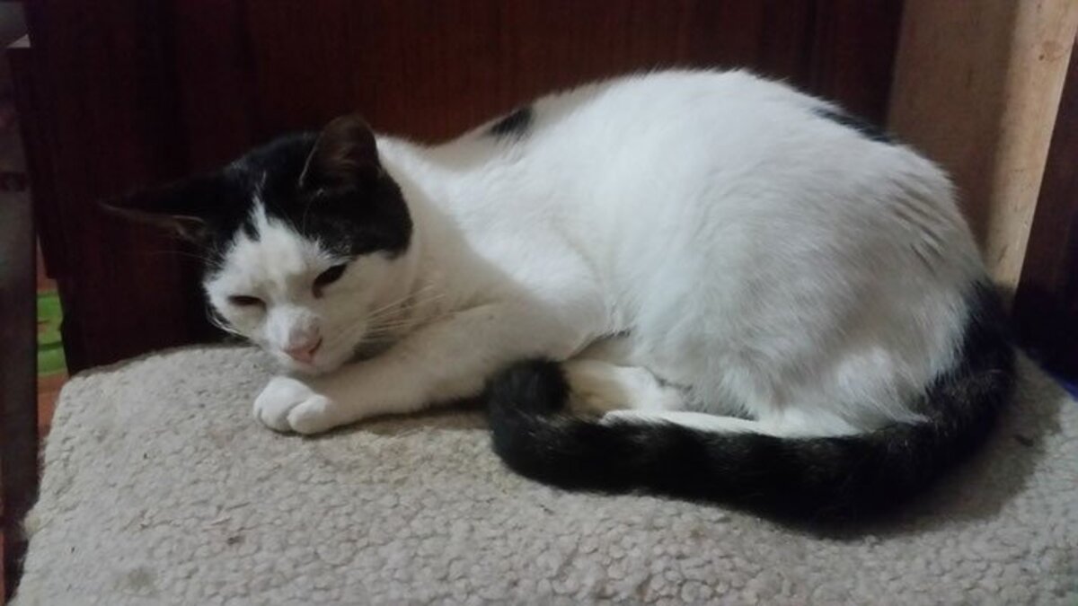 Adoption Valentin