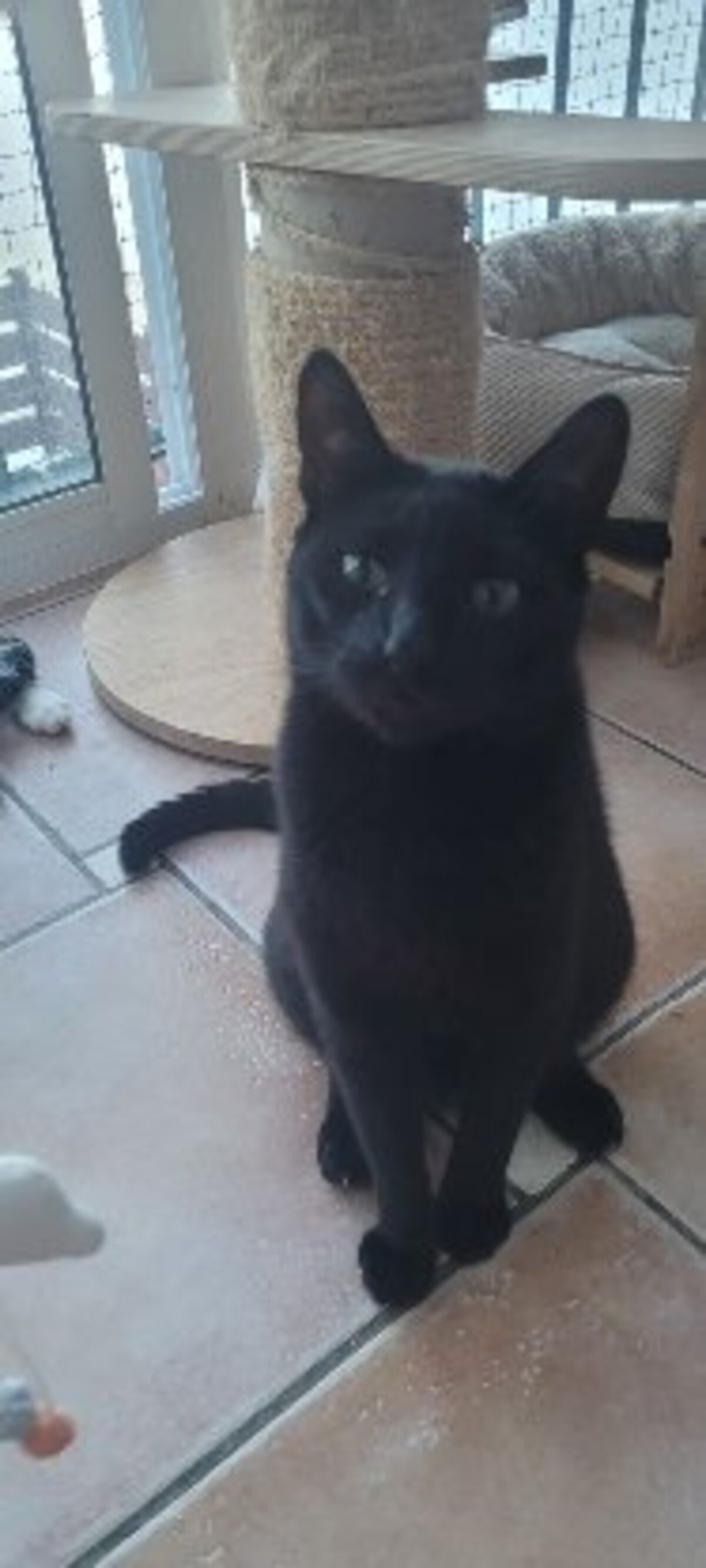Adoption Vampi
