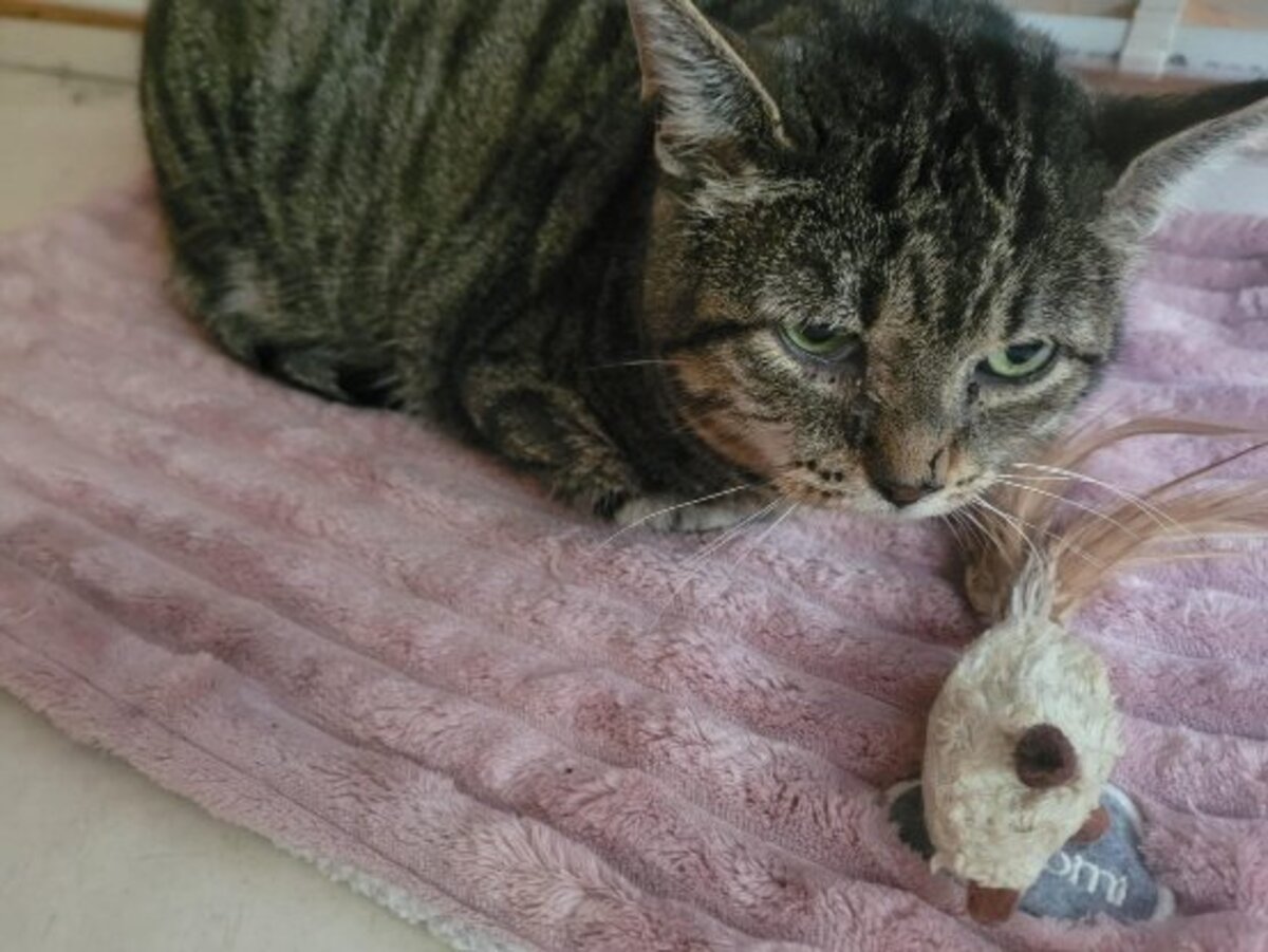 Adoption Vasco