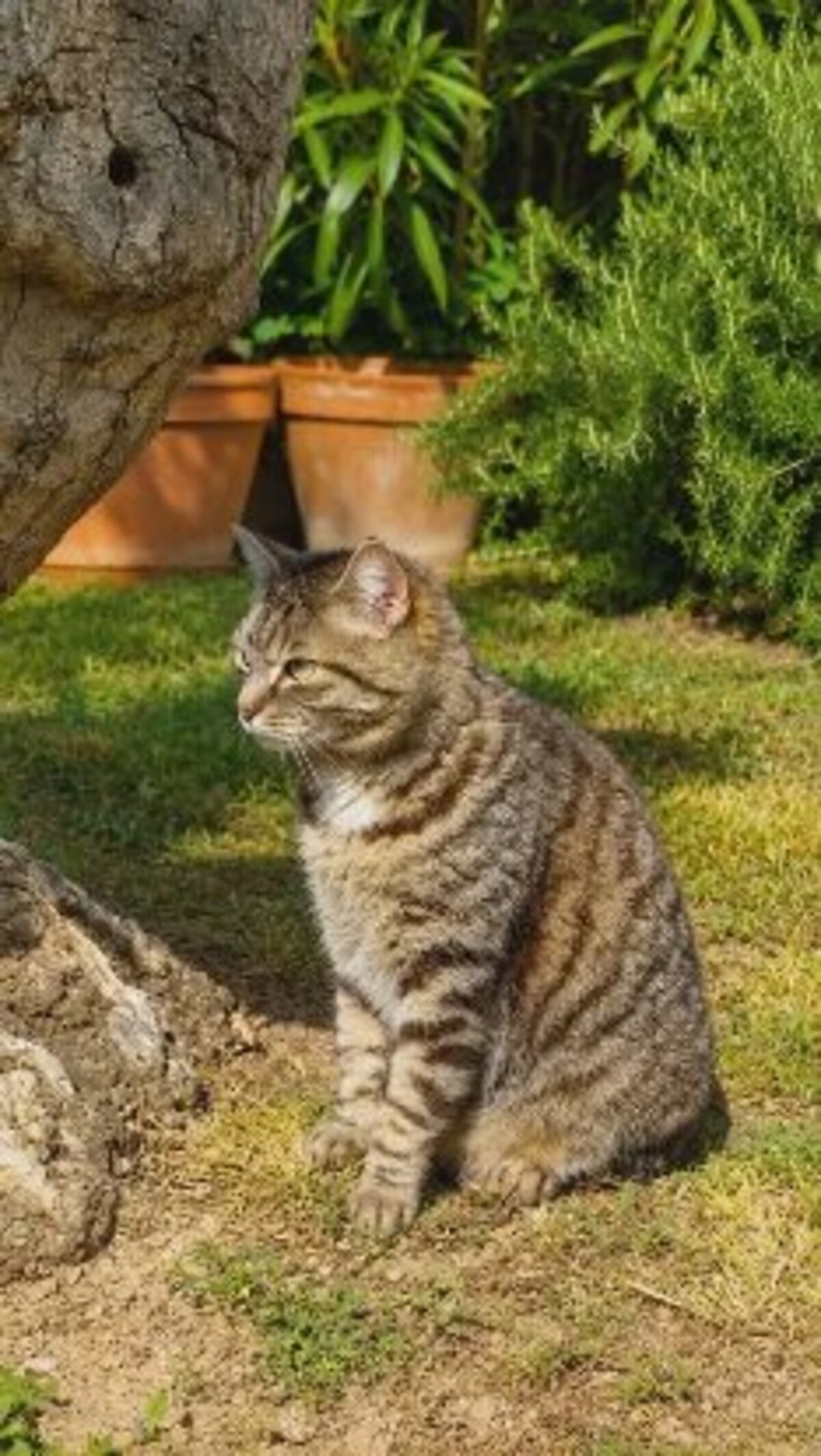 Adoption Violette
