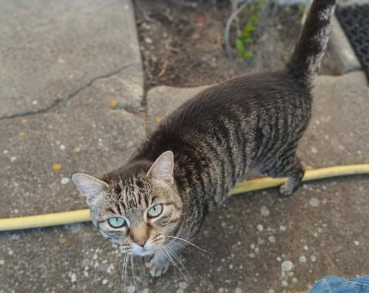 Adoption Violette