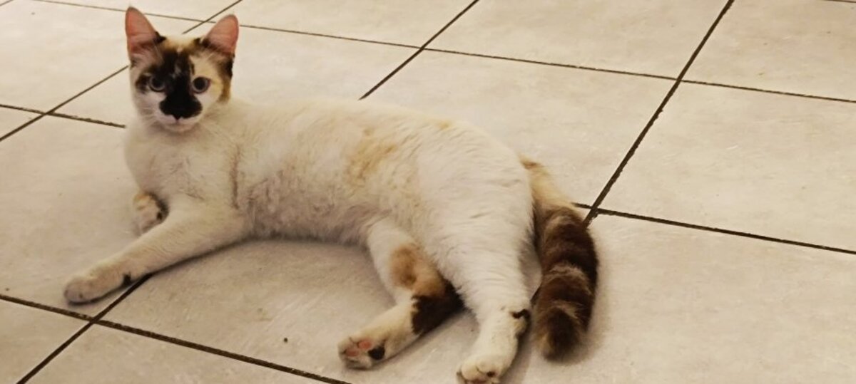 Adoption Violette