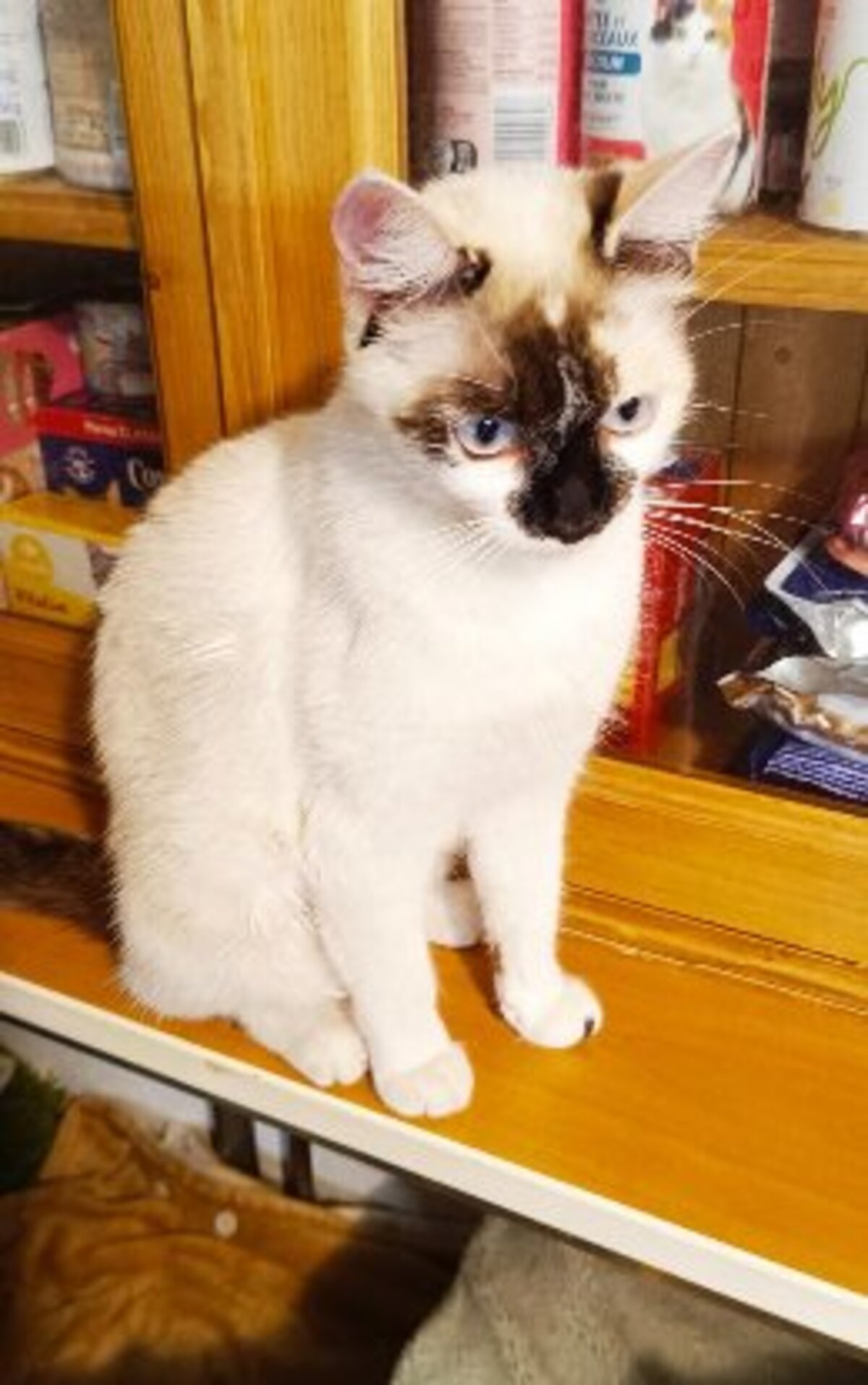Adoption Violette