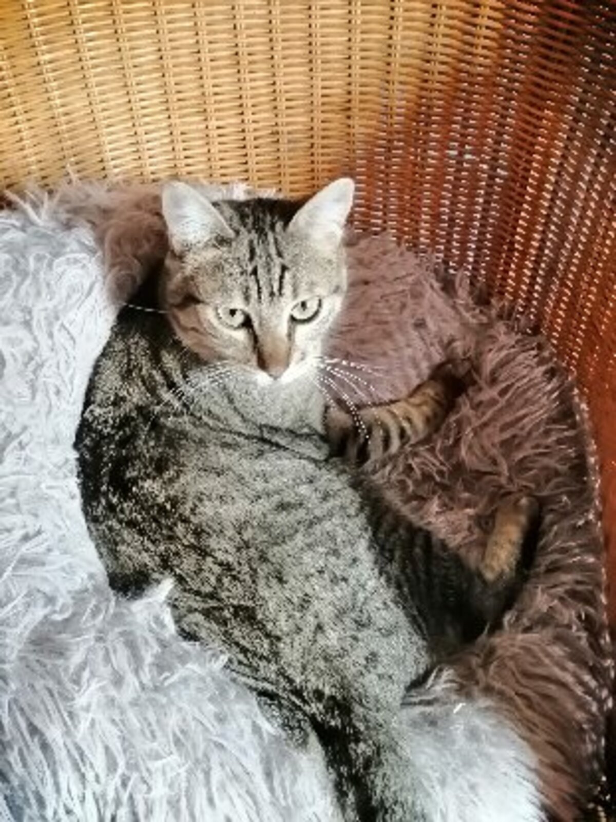 Adoption Vitamine