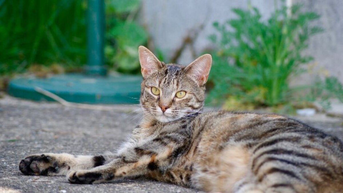 Adoption Vitamine