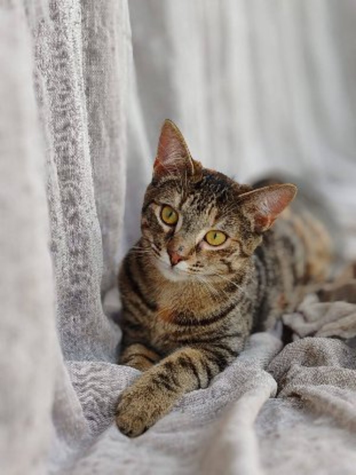 Adoption Vitamine