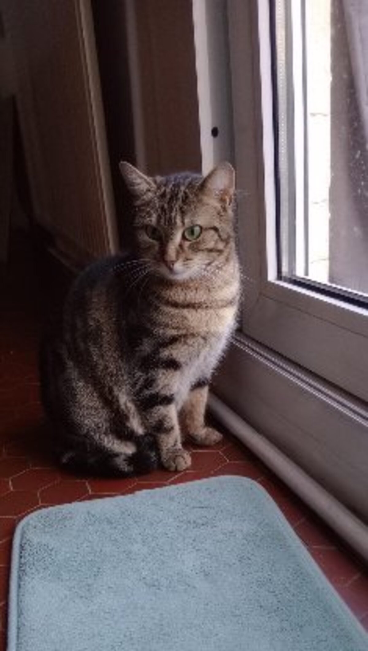 Adoption Volgane