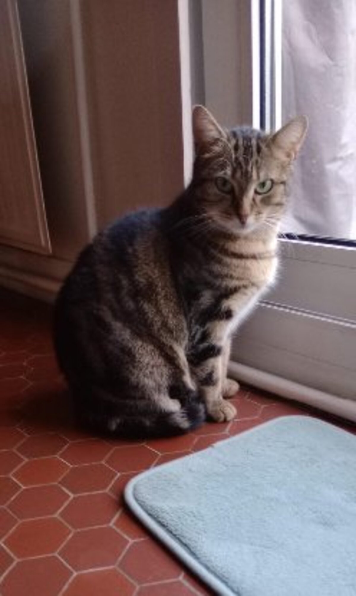 Adoption Volgane