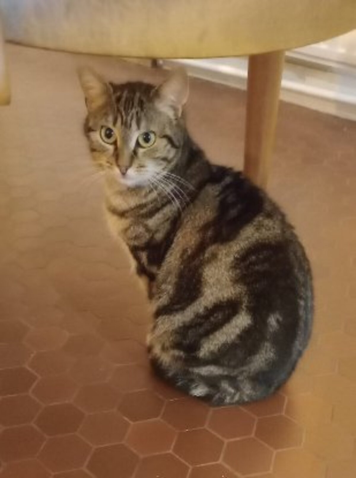 Adoption Volgane