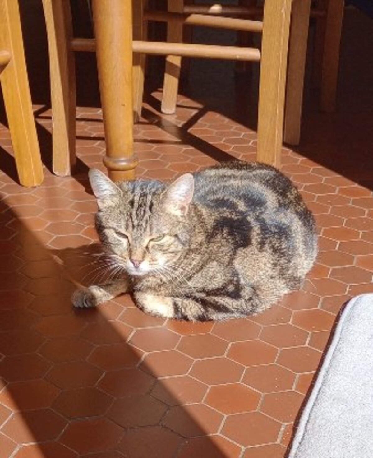 Adoption Volgane