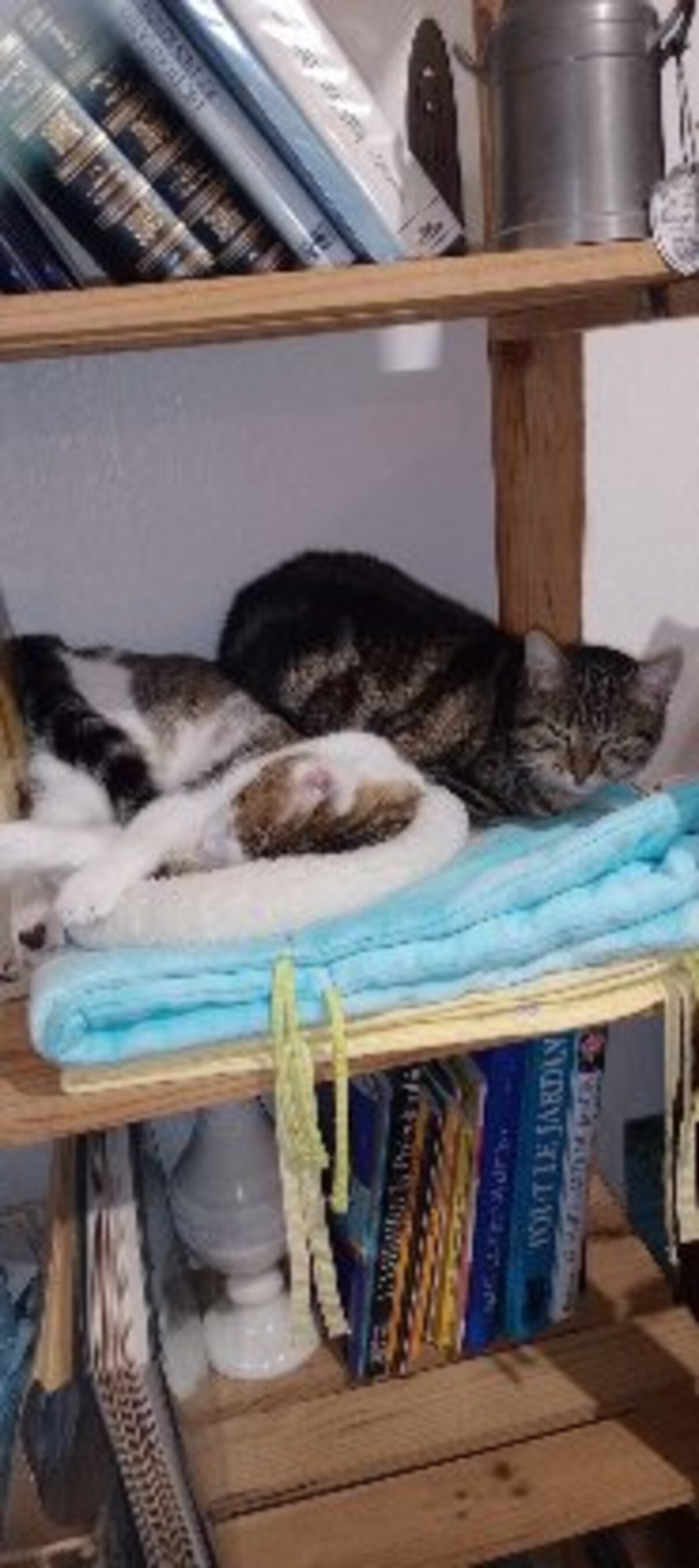 Adoption Volgane