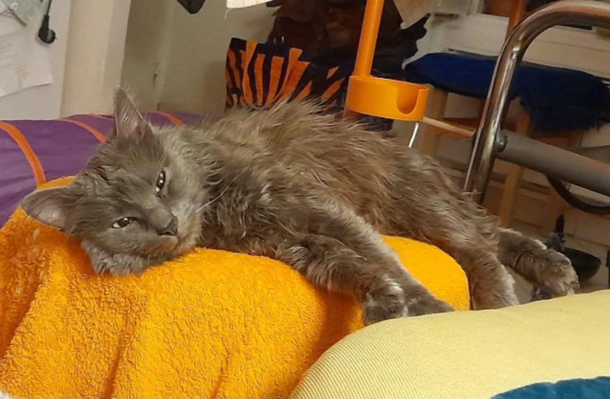 Adoption Waldo