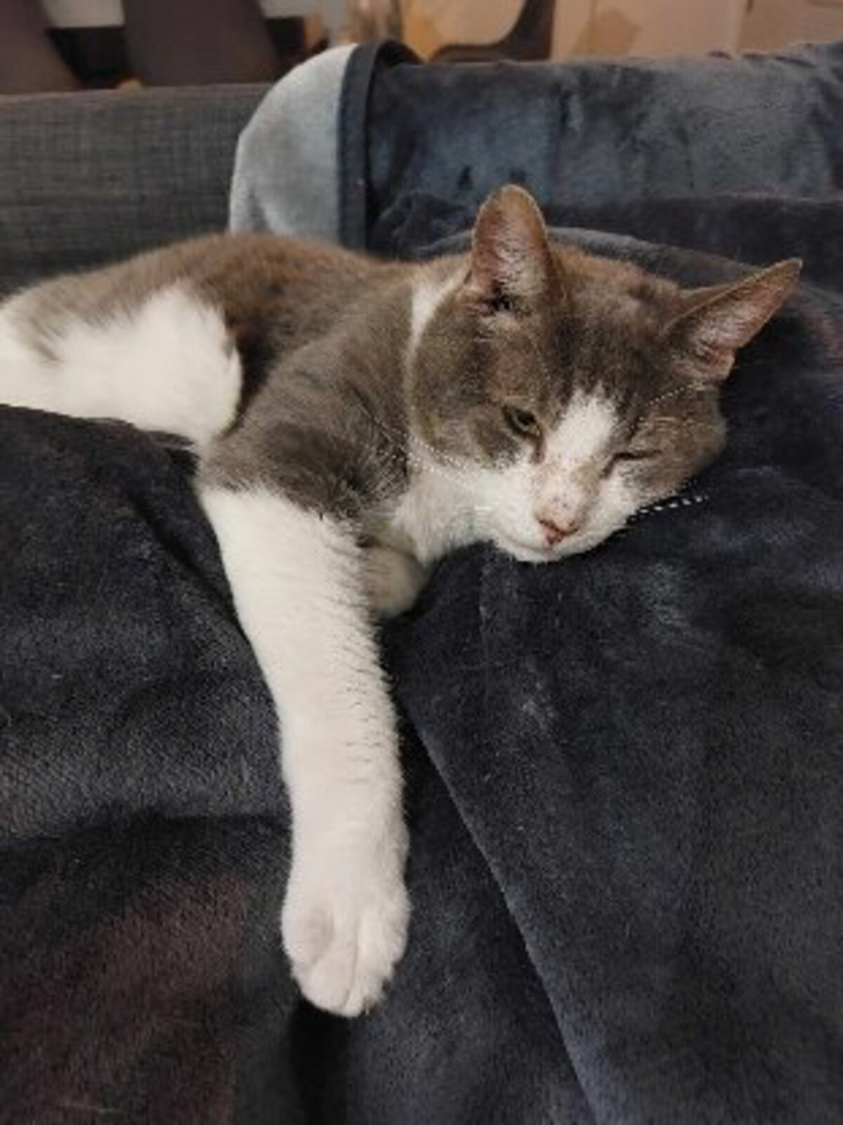Adoption Wanted