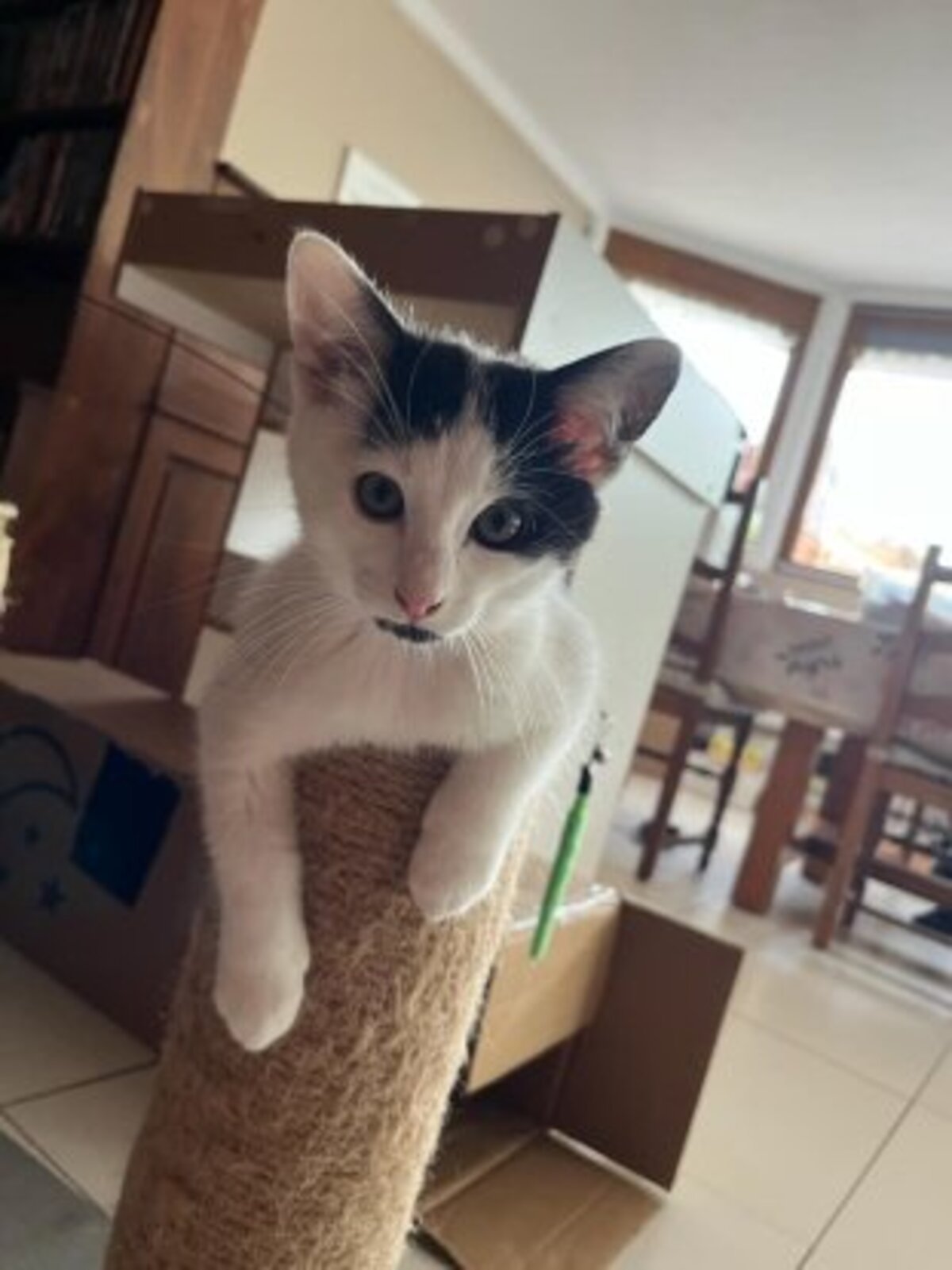 Adoption Wapy
