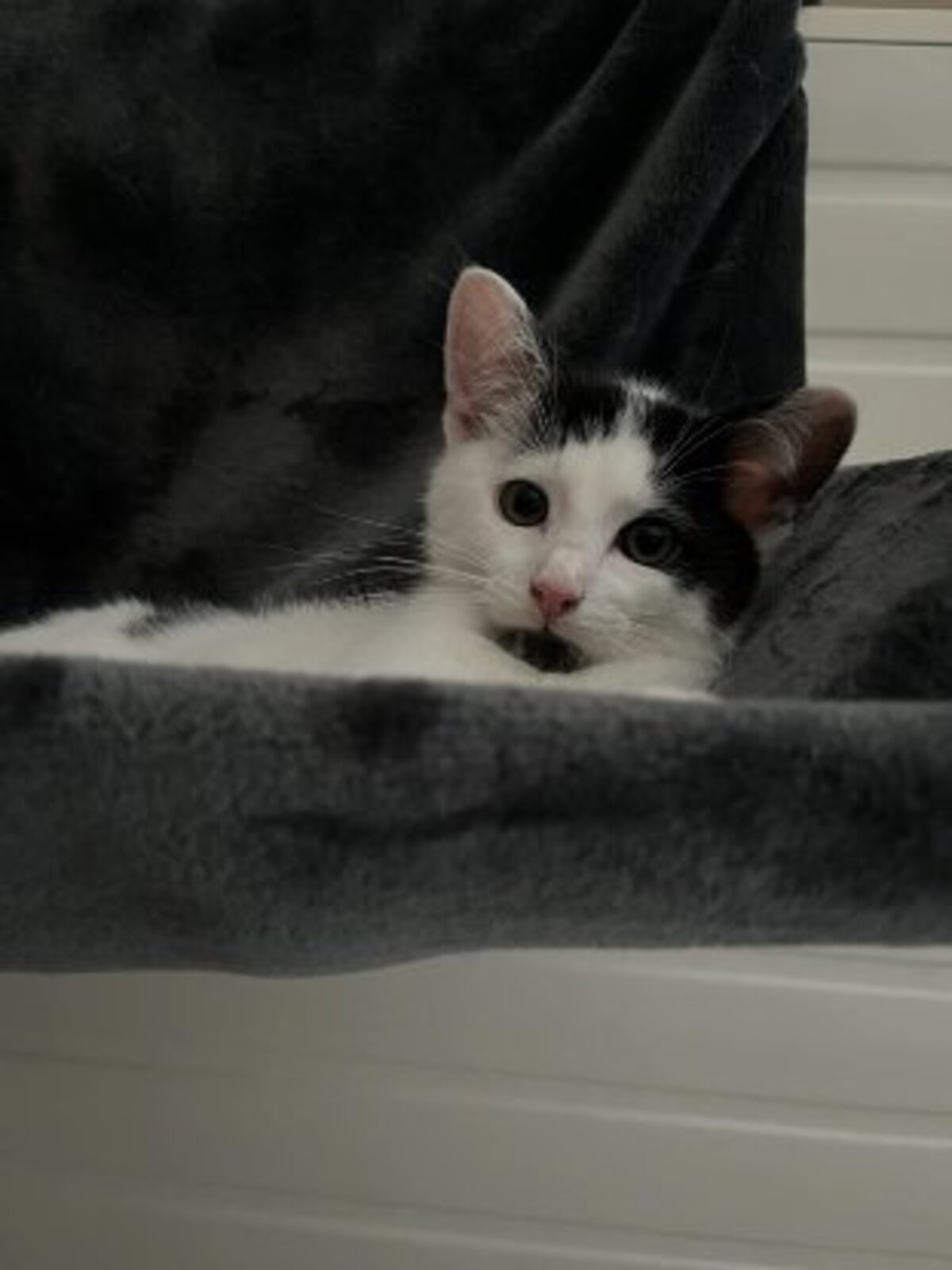 Adoption Wapy