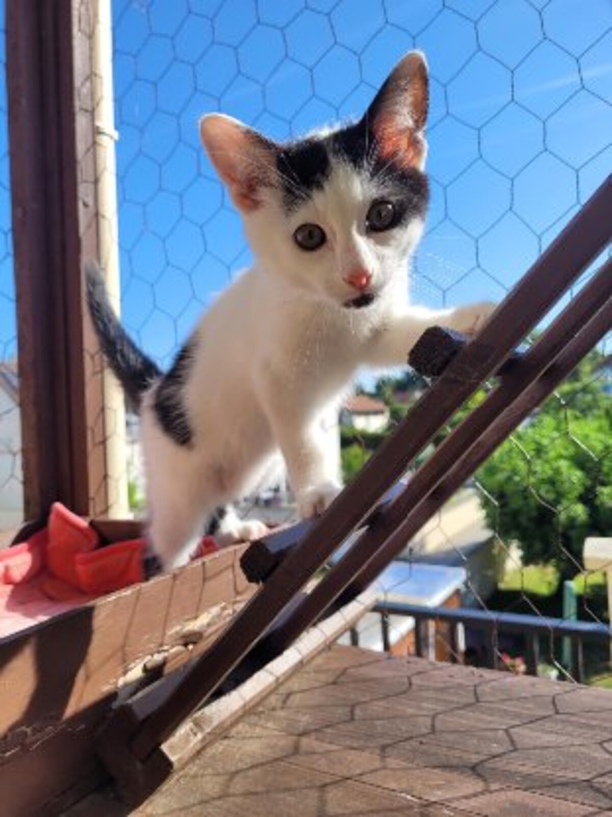 Adoption Wapy