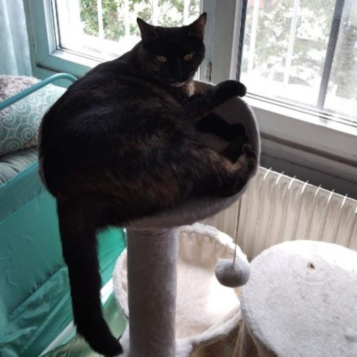 Adoption Wendy