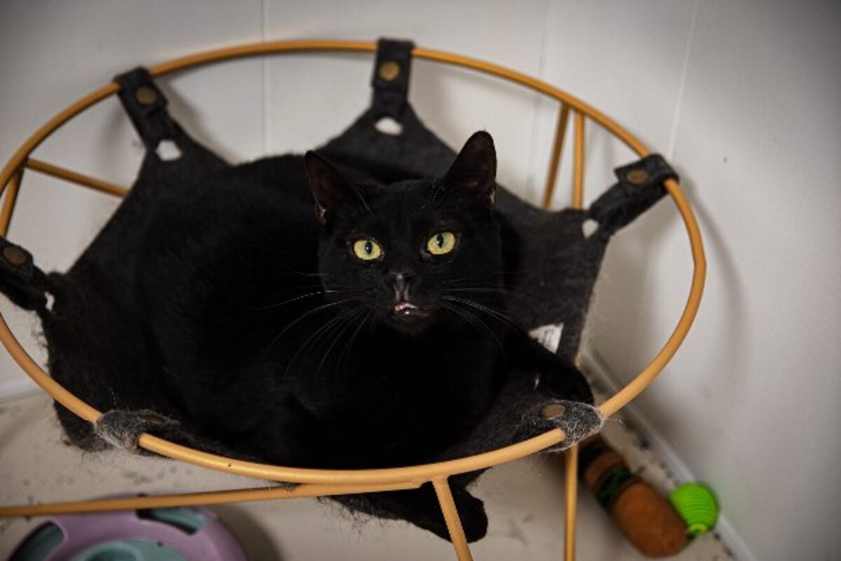 Adoption Widow
