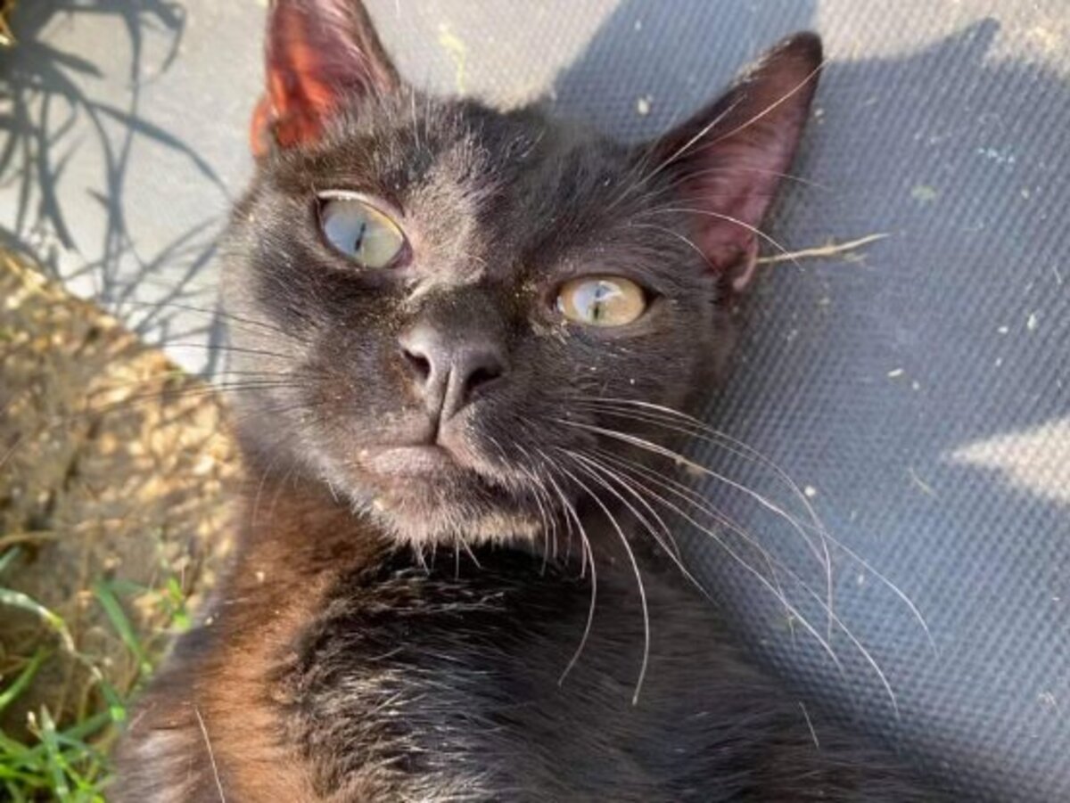 Adoption Widow
