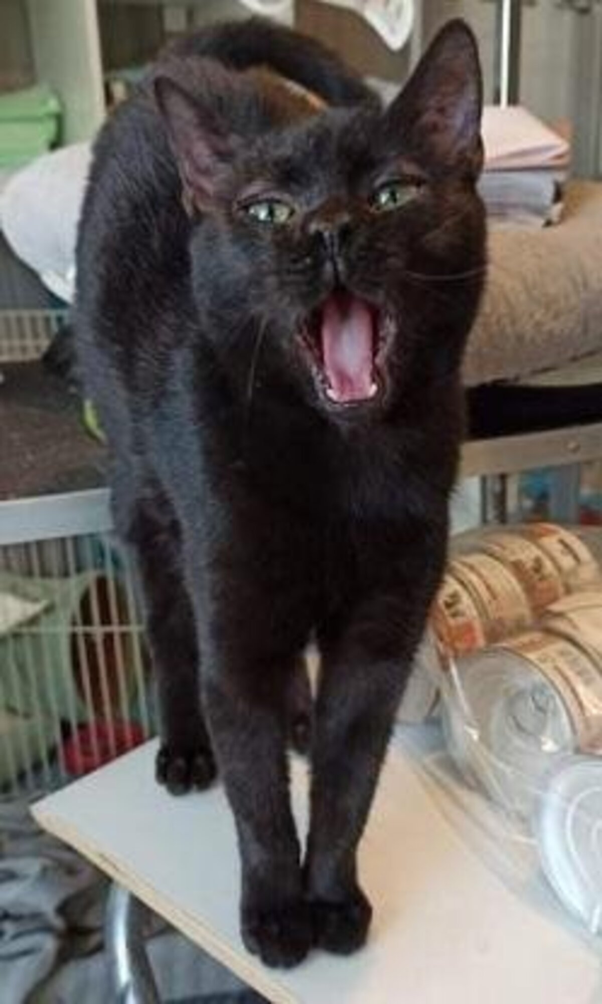 Adoption Widow