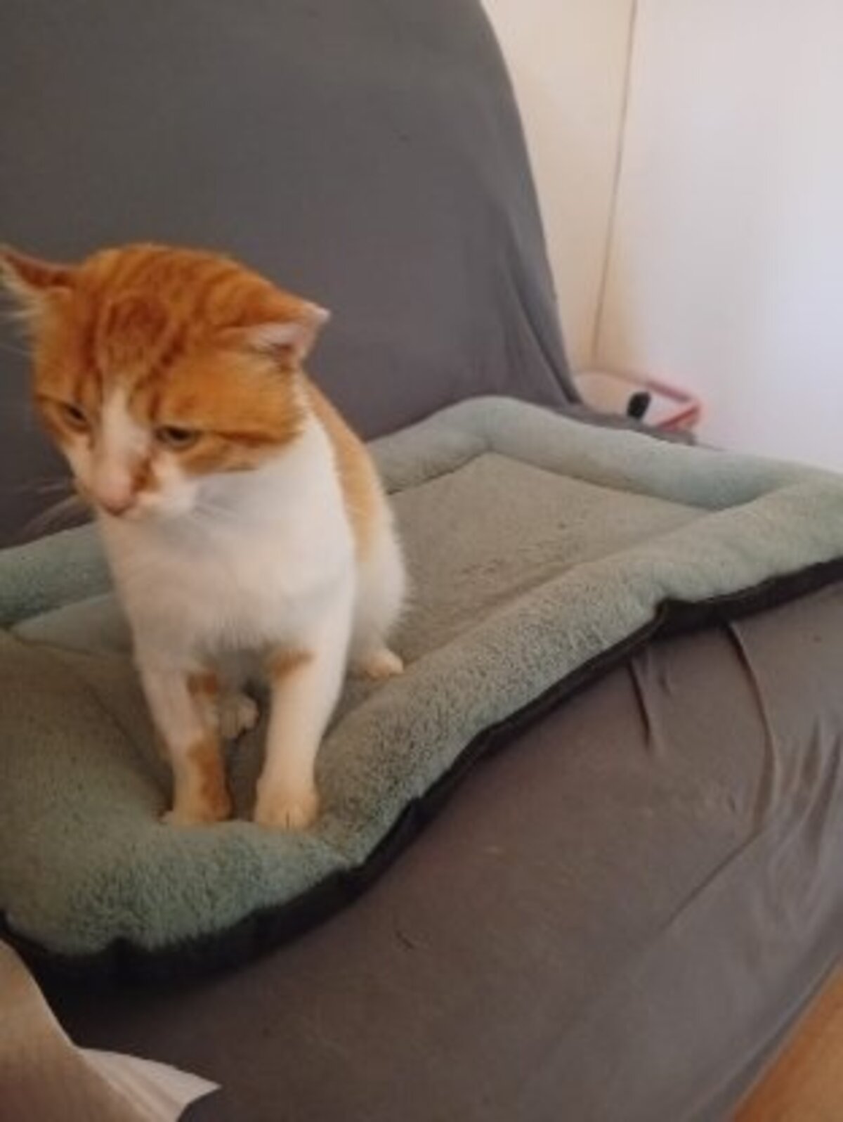 Adoption Winnie