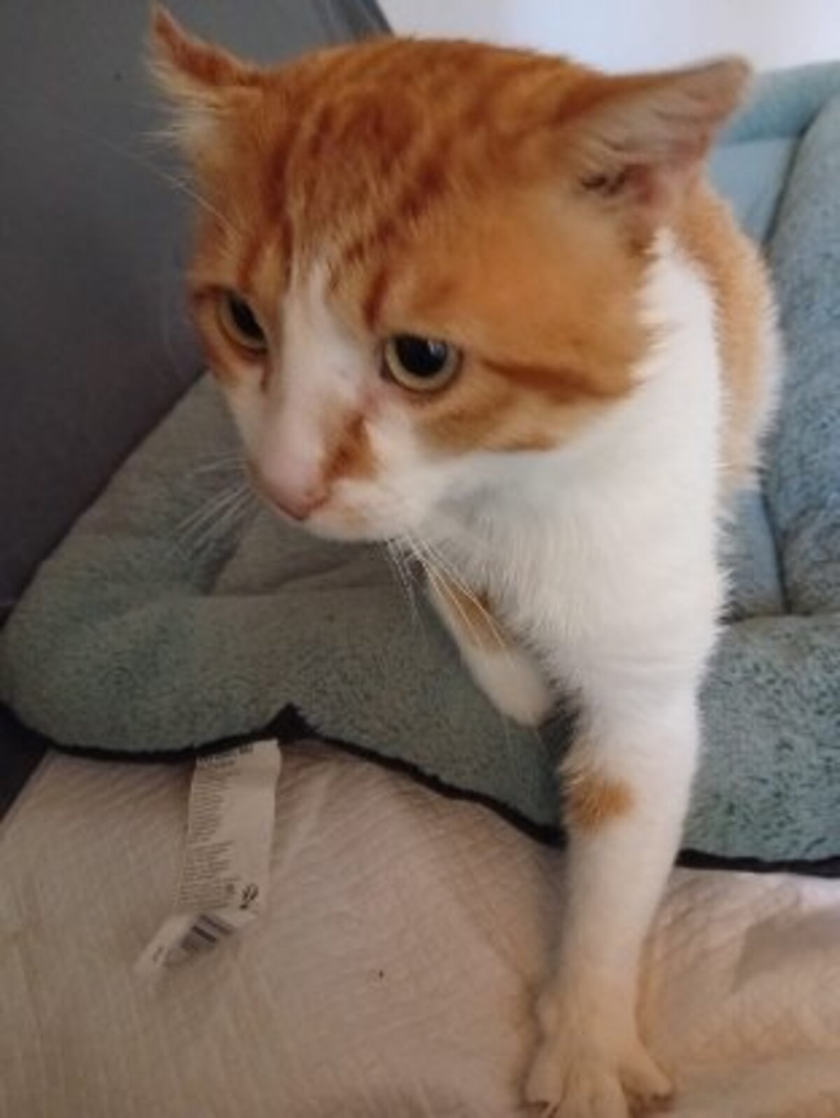 Adoption Winnie