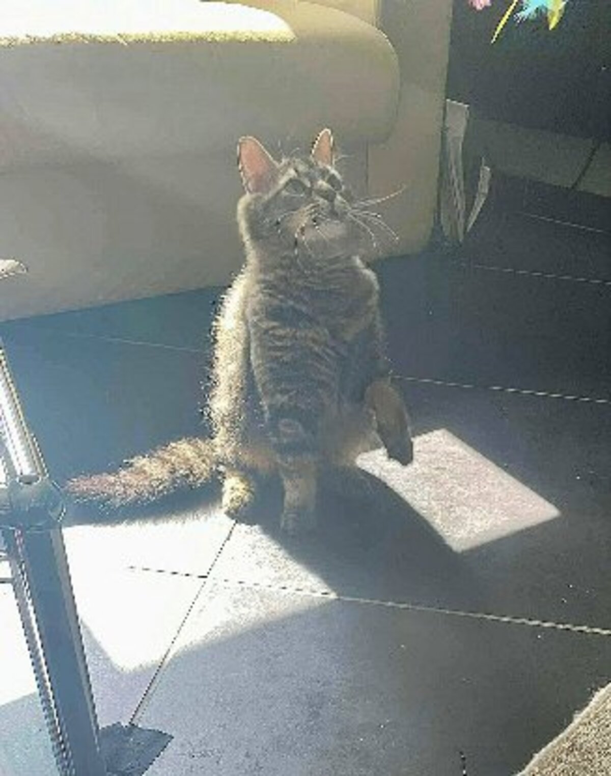 Adoption Wizzy