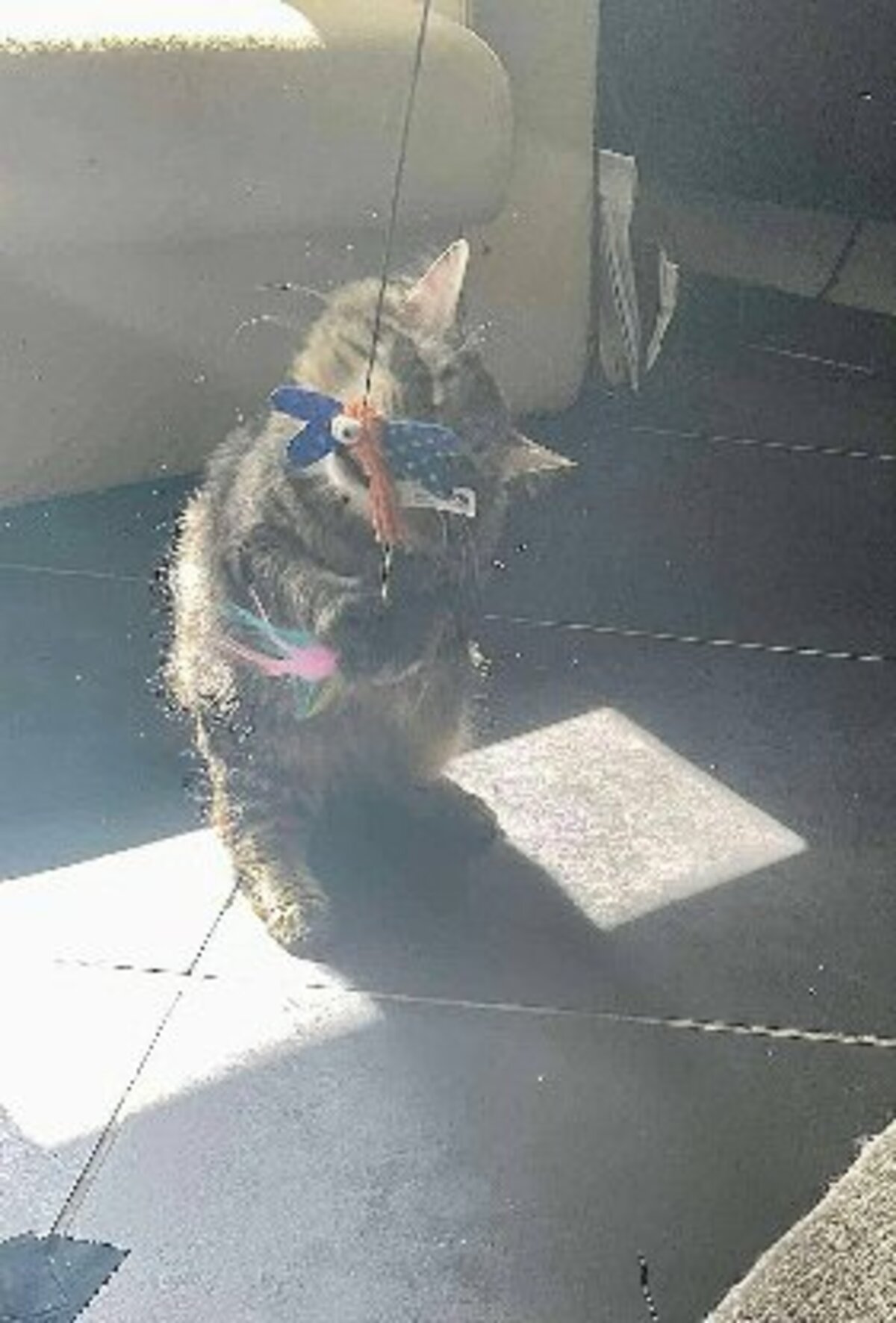 Adoption Wizzy