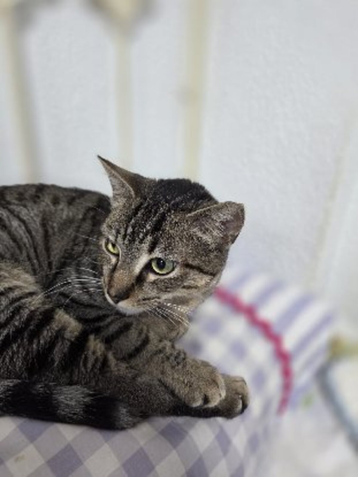 Adoption Xavi