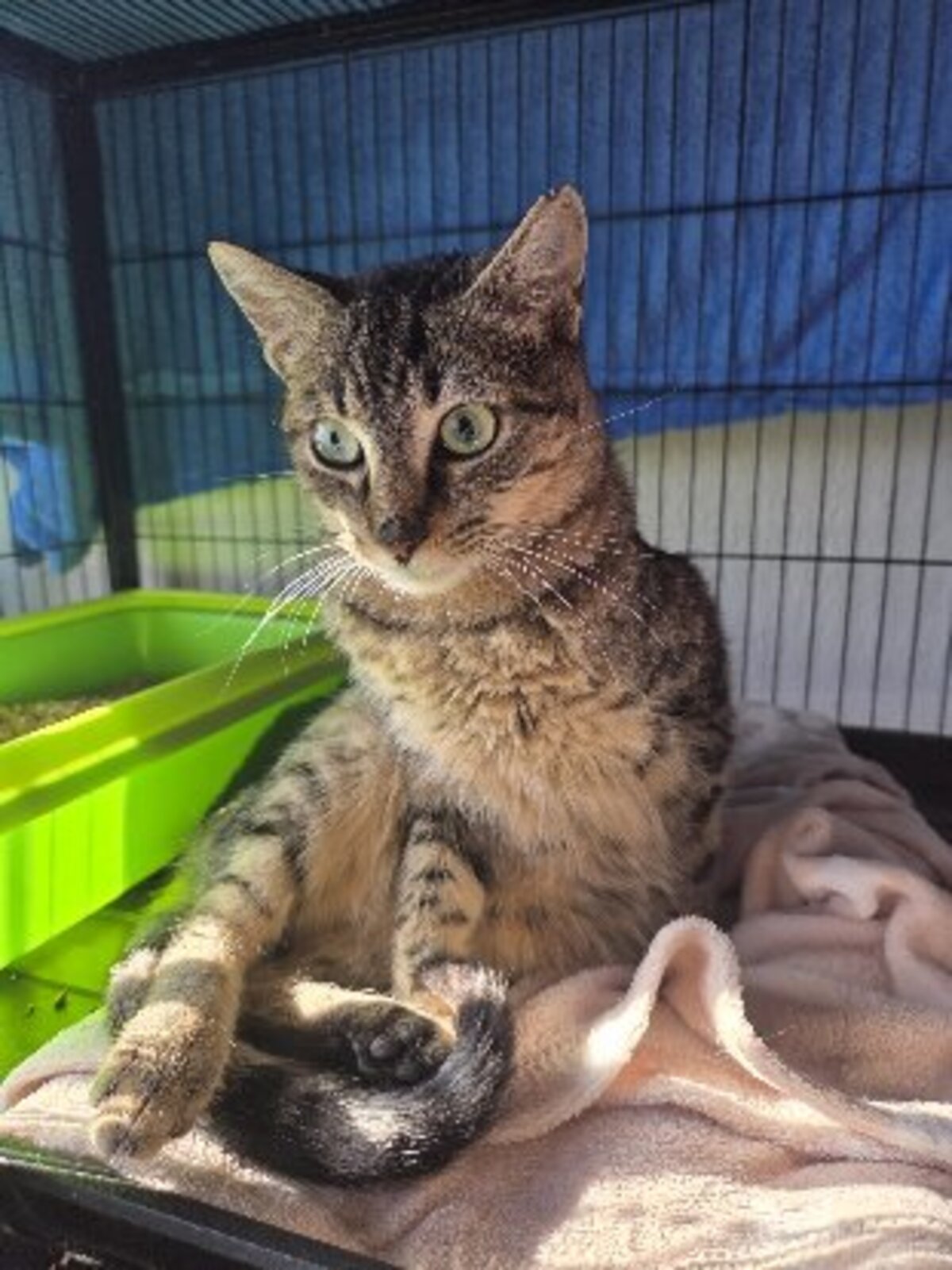 Adoption Xavi