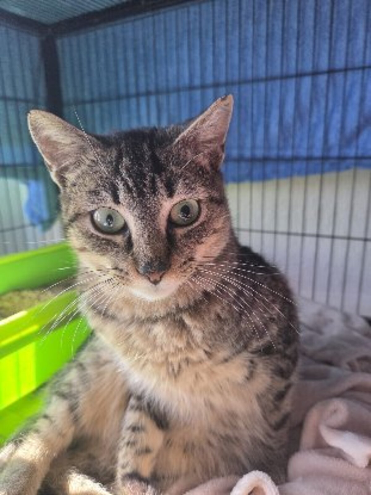 Adoption Xavi