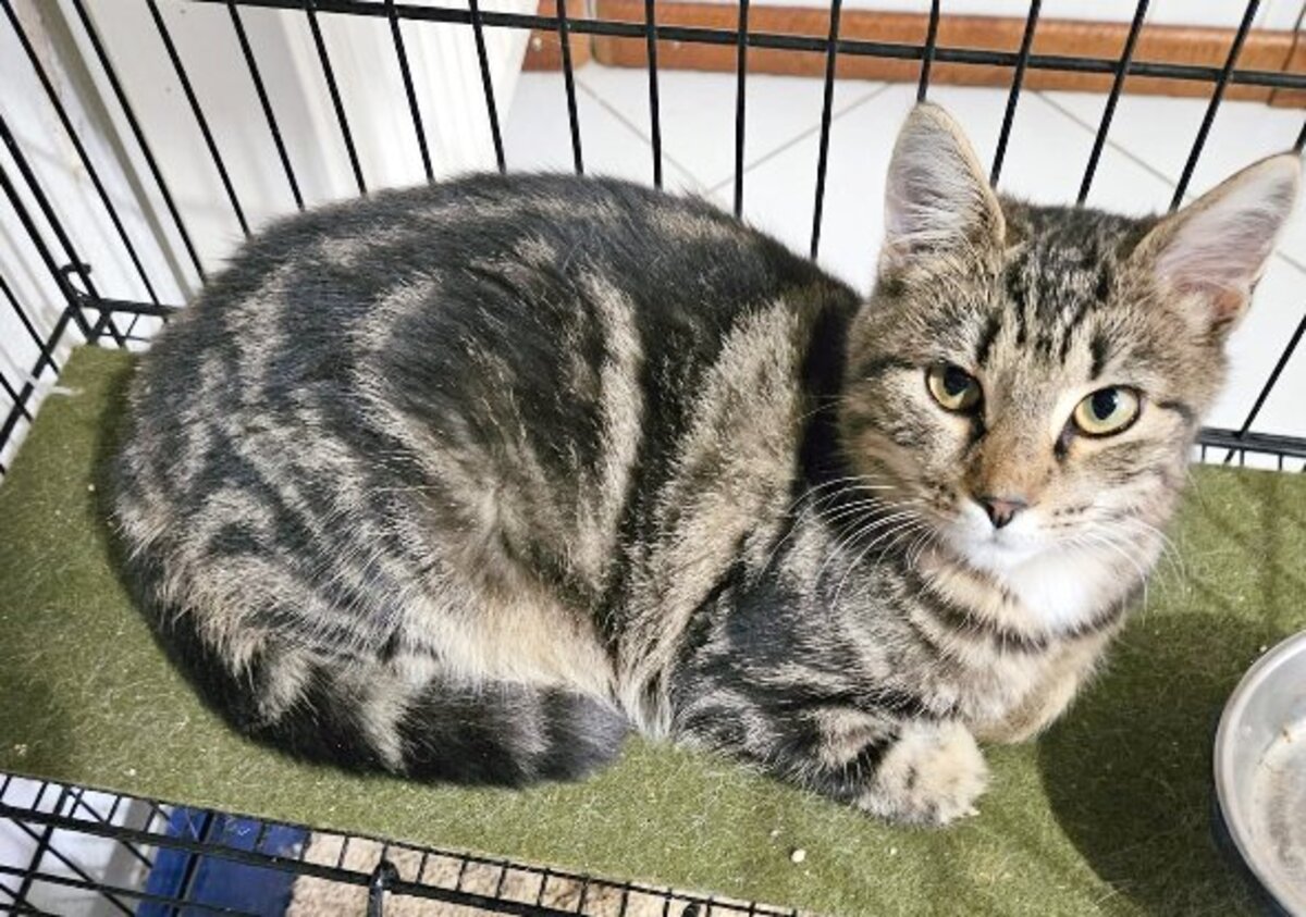 Adoption Xéna