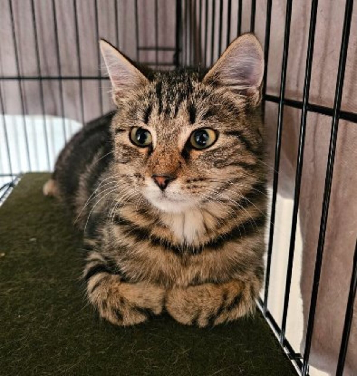 Adoption Xéna