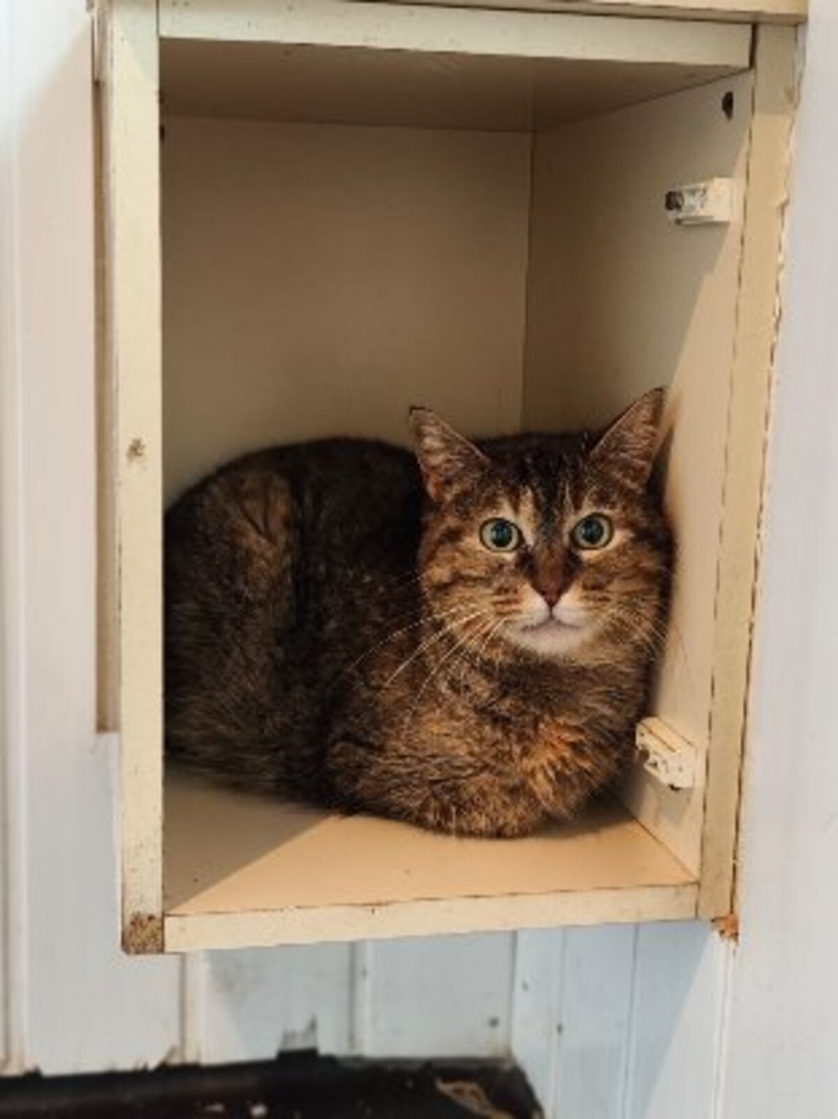 Adoption Yanma
