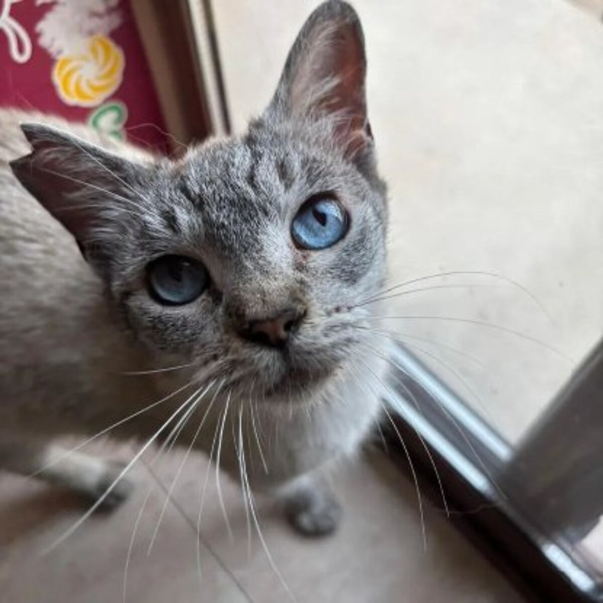 Adoption Yaya