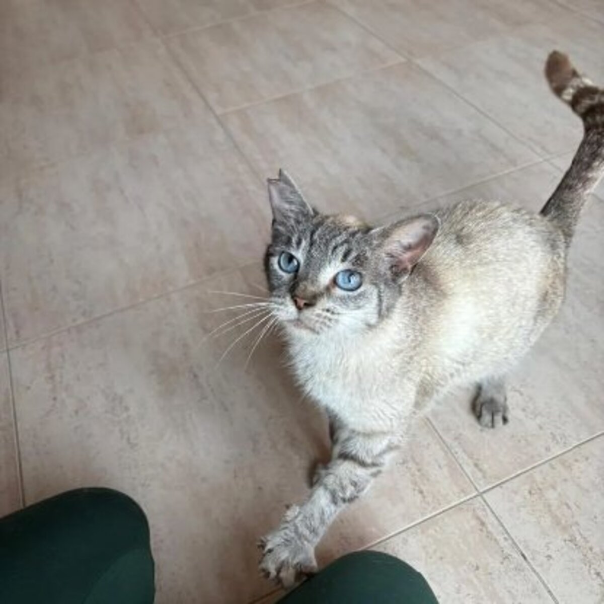 Adoption Yaya