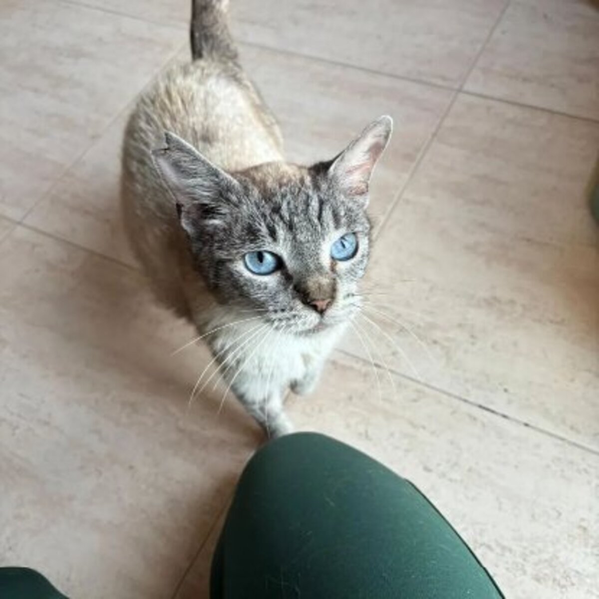Adoption Yaya