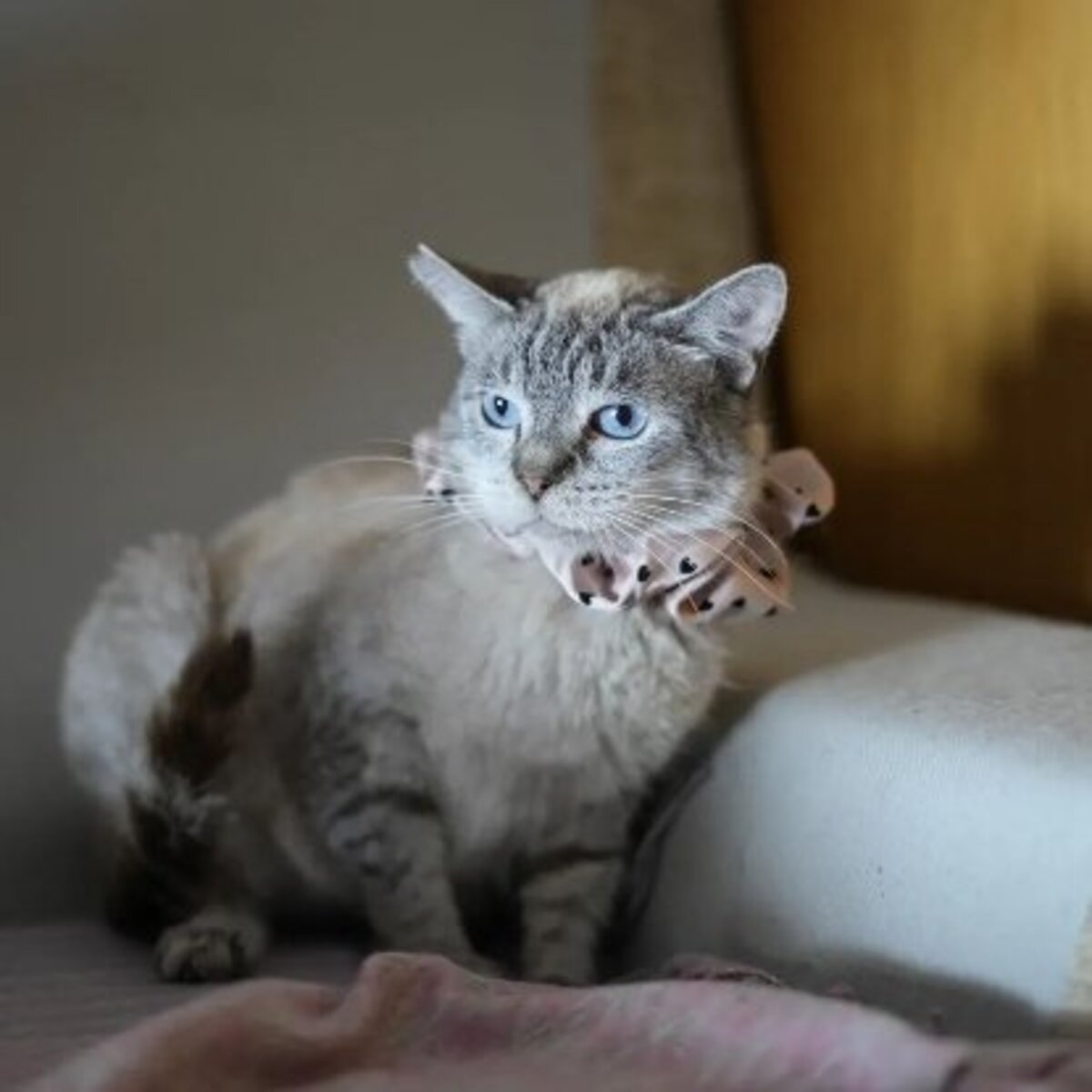 Adoption Yaya