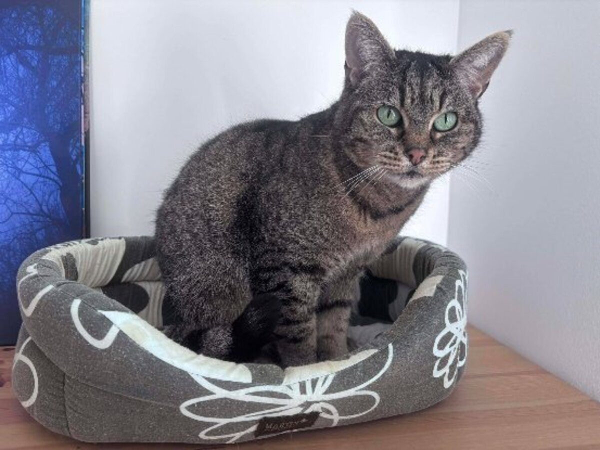 Adoption Yoda