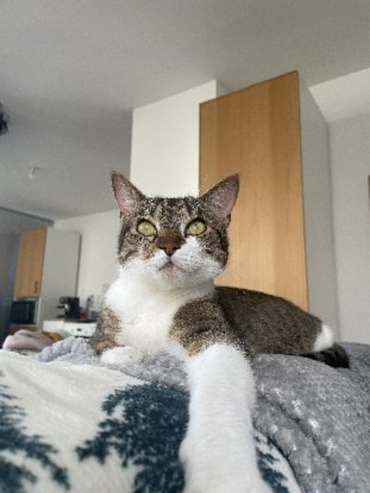Adoption Youyou