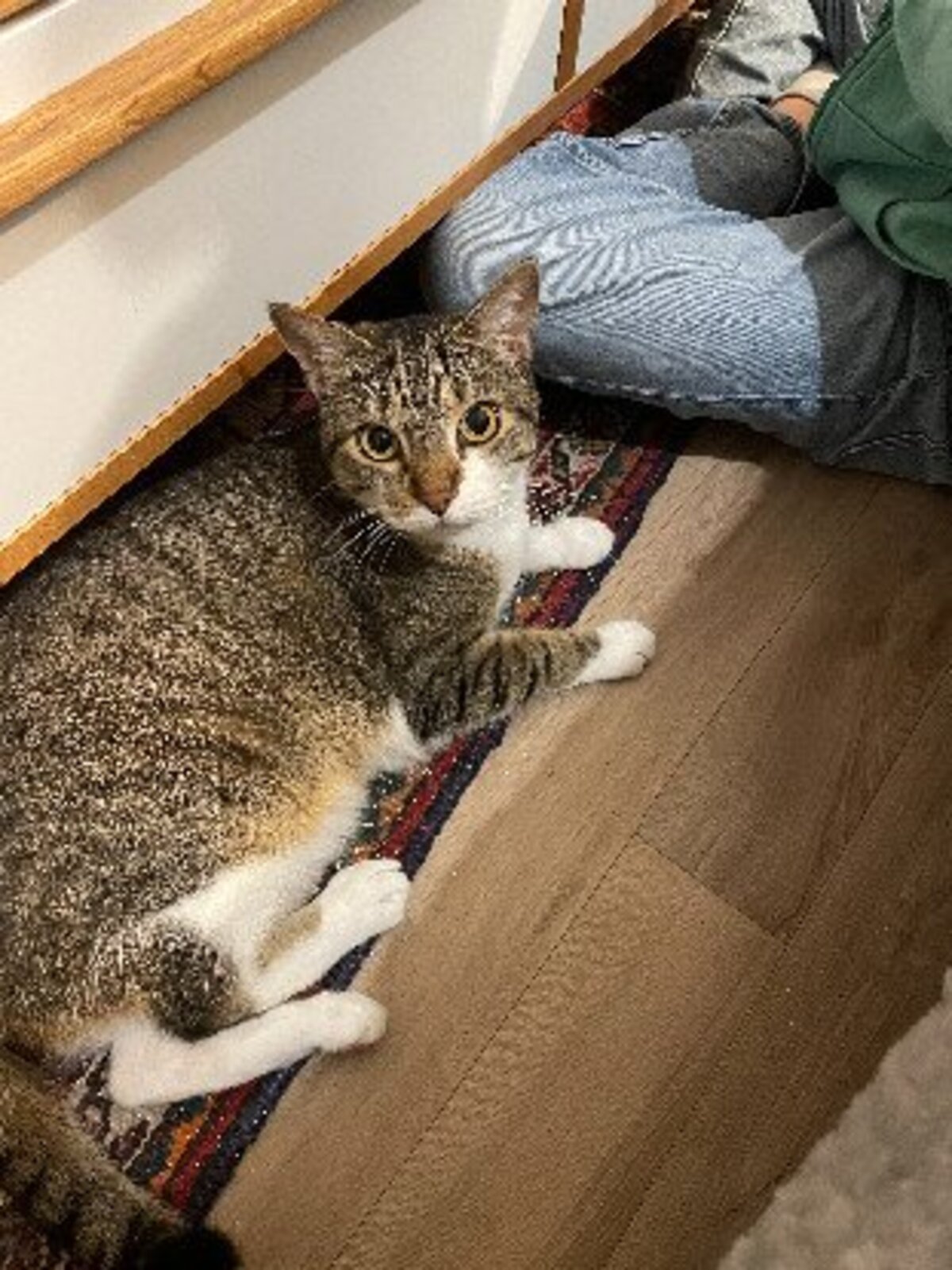 Adoption Youyou