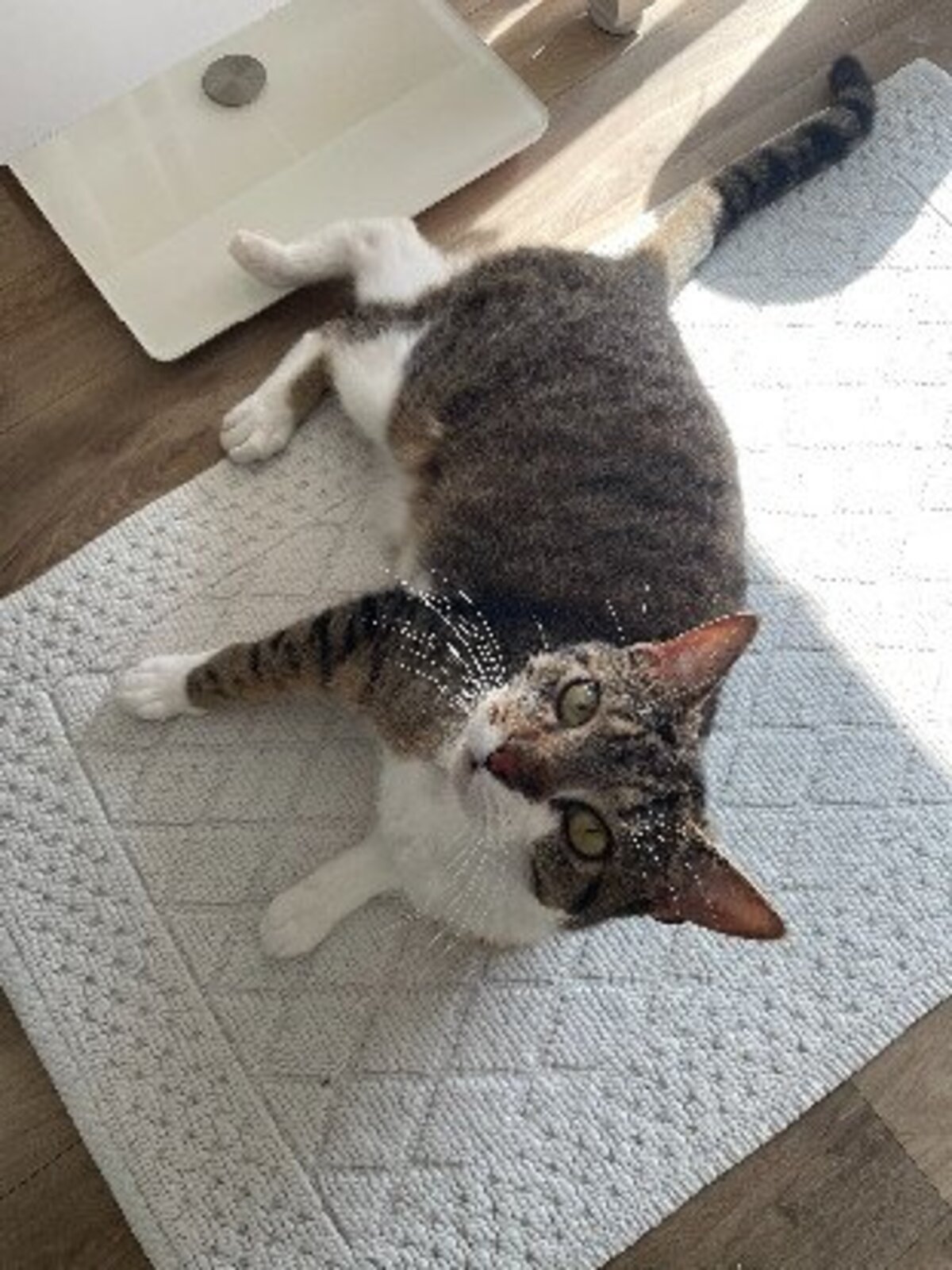 Adoption Youyou
