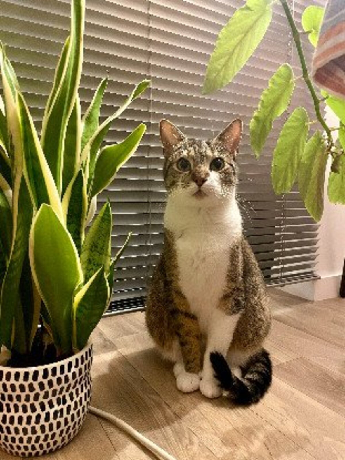 Adoption Youyou