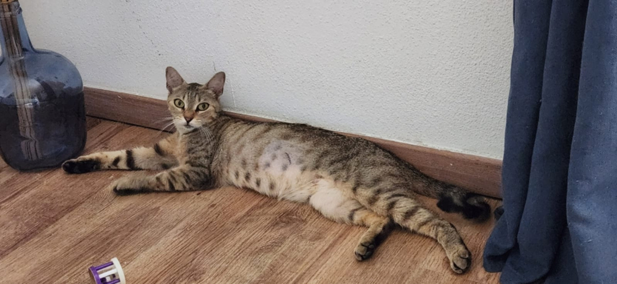 Adoption Yuka