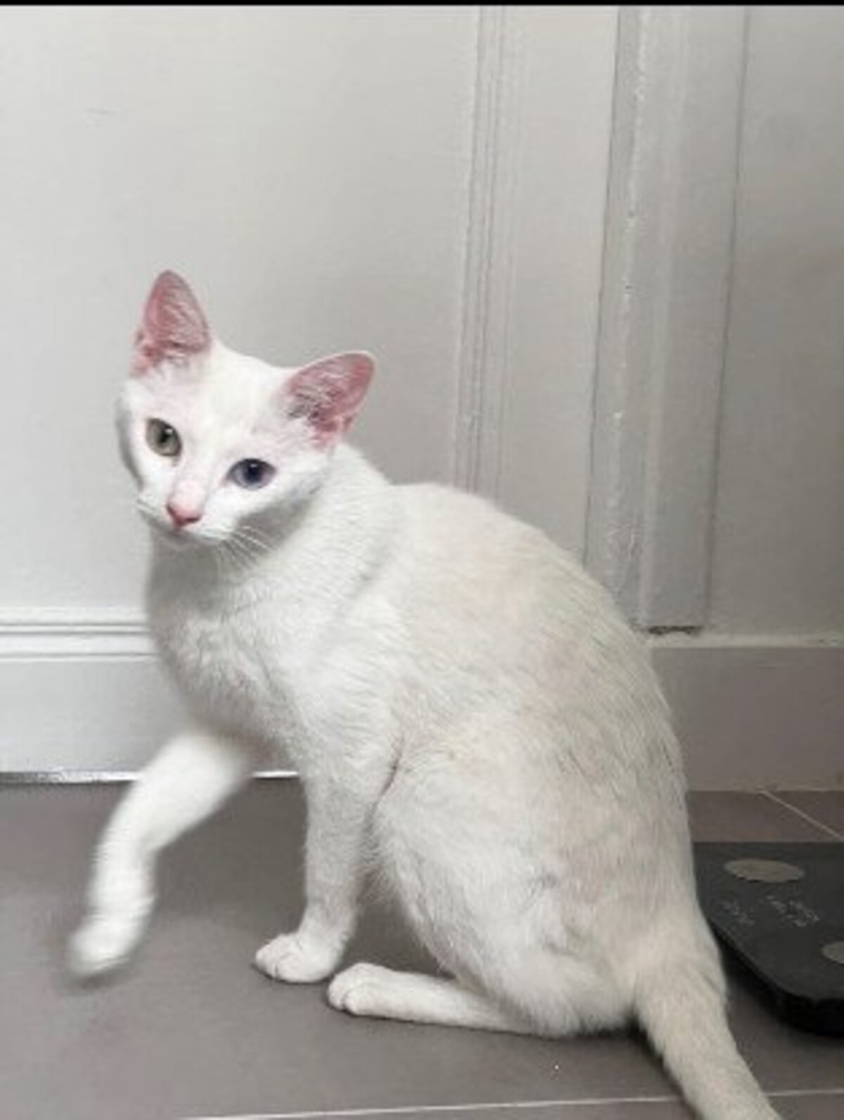Adoption Yuki