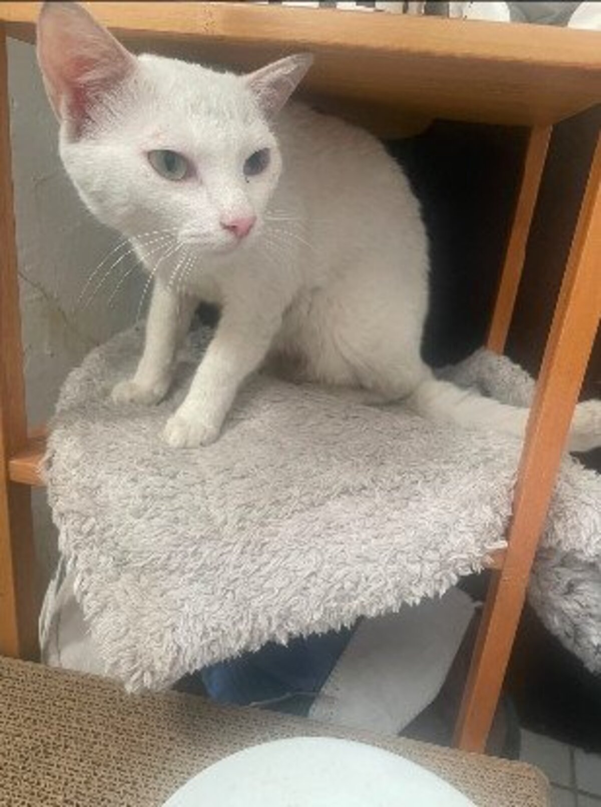 Adoption Yuki