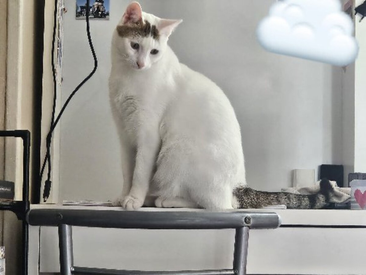 Adoption Yuki