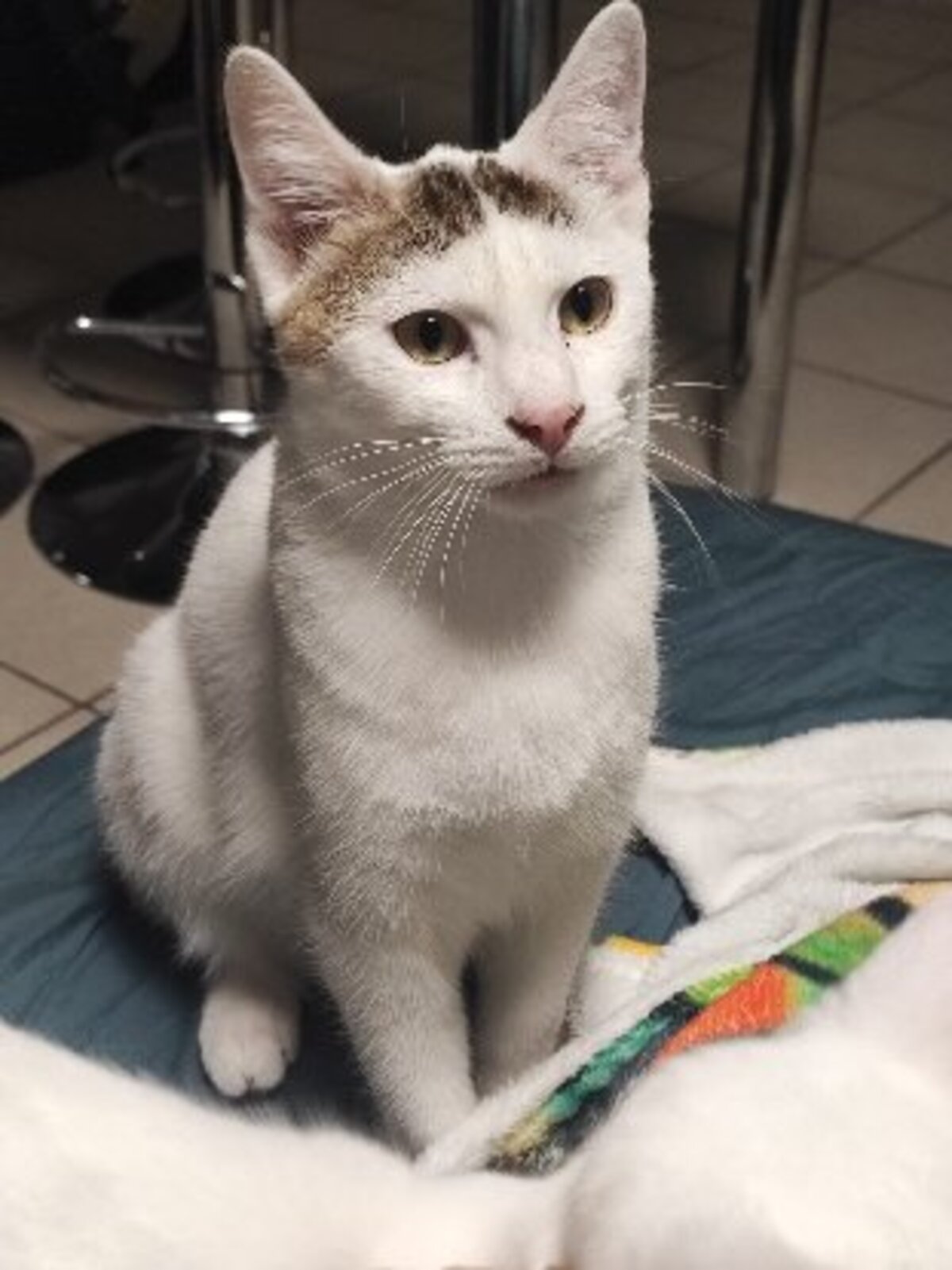 Adoption Yuki
