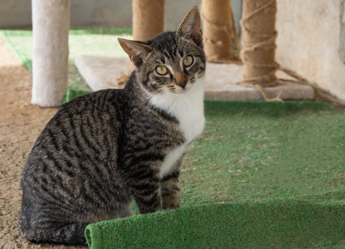 Adoption Yumi