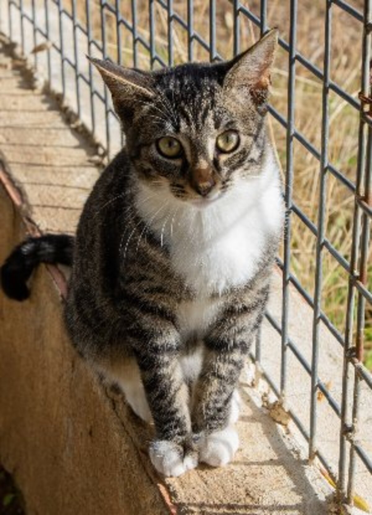 Adoption Yumi